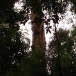 Malt Rest (Otway Park) - Rainforest walk